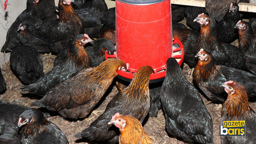 Kocaeli’de üreticiye yüzde 50 hibeli yumurta tavuğu desteği