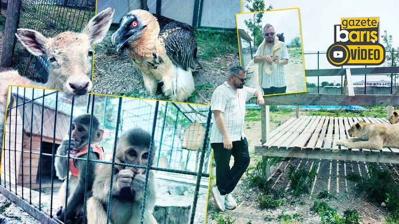 Kocaeli’nin yanı başında yeni bir hayvanat bahçesi: Dupha Zoo! Aslanlar ve yılanla fotoğraf çektirme imkanı