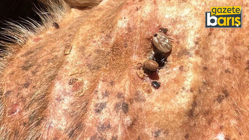 Veteriner Hekim'den kene uyarısı