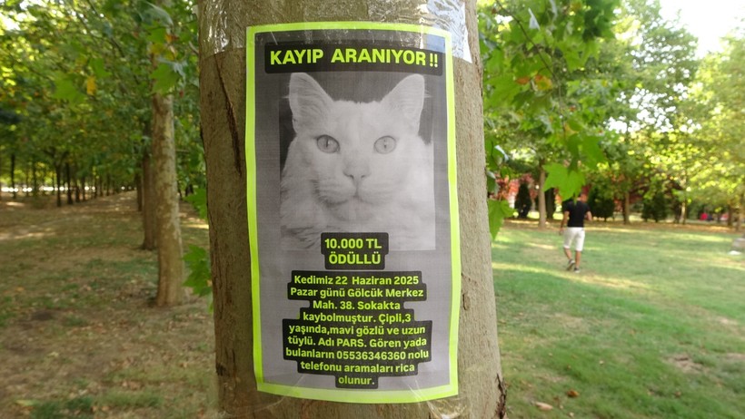 Kocaeli’de bu kediyi bulana 10 bin TL verilecek