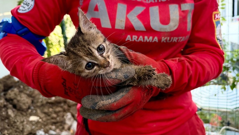 2,5 metre altında mahsur kalan kedi 7 gün sonra kurtarıldı