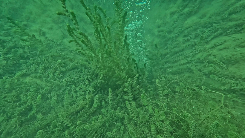 Kocaeli'nin içme suyu kaynağı Sapanca Gölü'ndeki kabarcıklar endişe yarattı