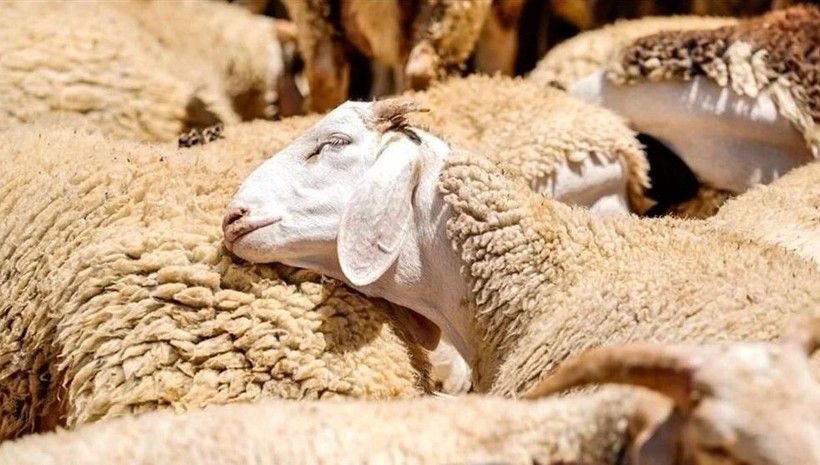 Kurban Bayramı tatili 10 gün mü olacak? Bakan'dan heyecanlandıran cevap