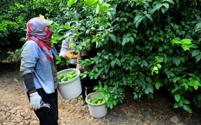 Kilosu 150 lirayı aşan limonda fiyat düşecek!