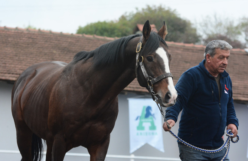 Dünyaca ünlü şampiyon Belardo Kocaeli’de: Yavruları 25 milyon dolar kazandı!