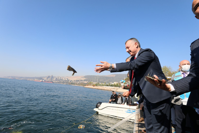 Bu balık oltalara sıklıkla takıldığında, İzmit Körfezi’nde işlem tamam!