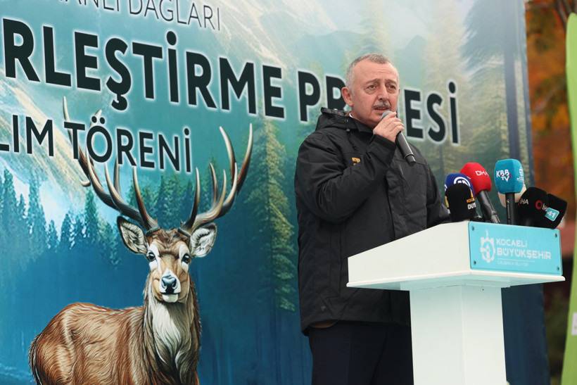 Kocaeli’de 7 geyik daha Samanlı Dağları’na salındı
