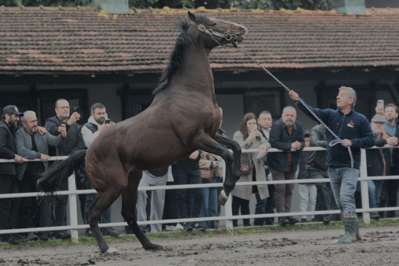 Dünyaca ünlü şampiyon Belardo Kocaeli’de: Yavruları 25 milyon dolar kazandı!