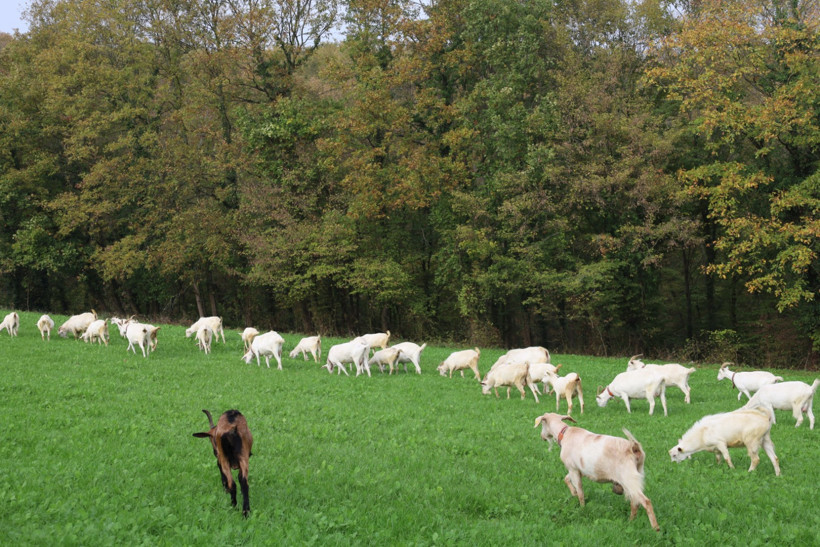 Burası Alpler değil, tarım kenti Kocaeli