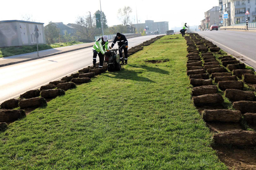 Ağaçlar yeni yerlerinde hayat bulacak