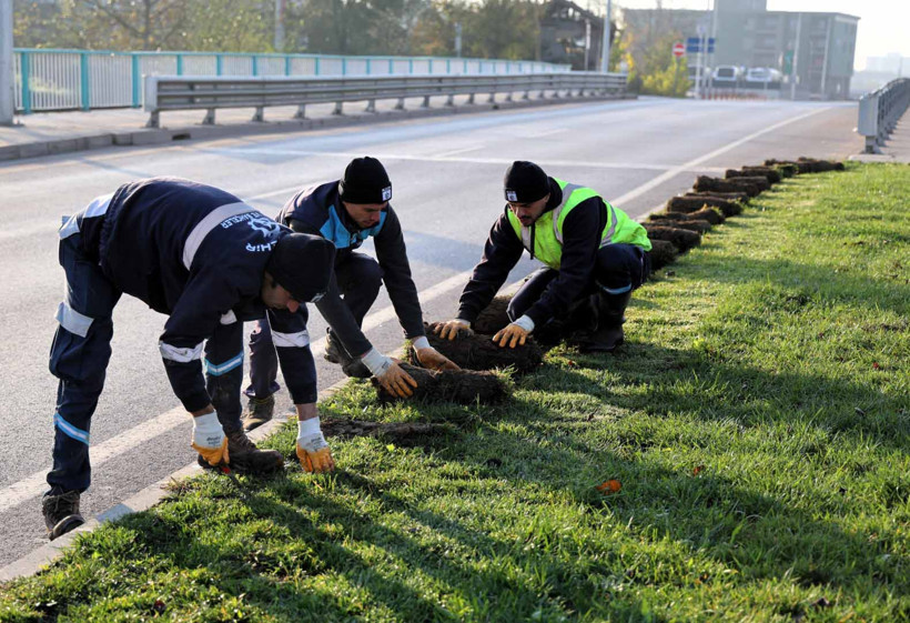 Ağaçlar yeni yerlerinde hayat bulacak