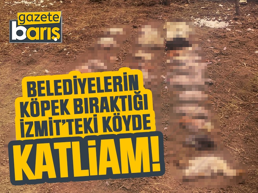 Belediyelerin köpek bıraktığı İzmit’teki köyde katliam!