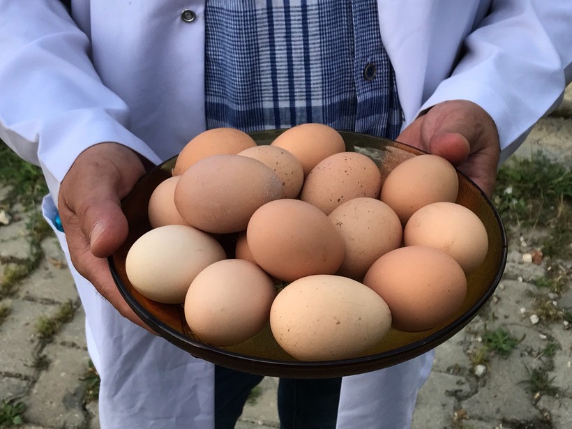 Kocaeli’de üreticiye yüzde 50 hibeli yumurta tavuğu desteği