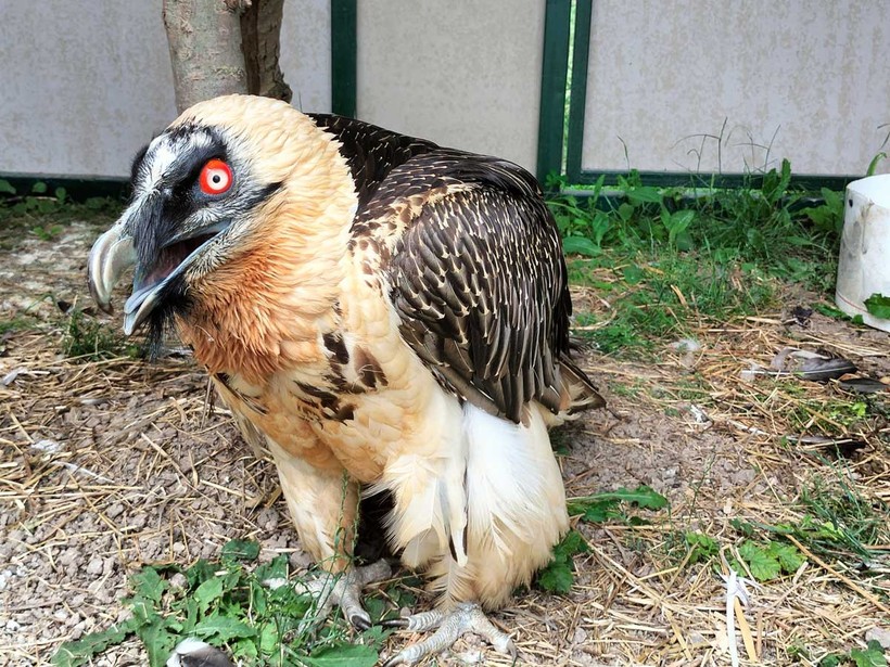 Kocaeli’nin yanı başında yeni bir hayvanat bahçesi: Dupha Zoo! Aslanlar ve yılanla fotoğraf çektirme imkanı