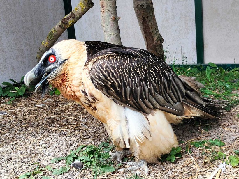Kocaeli’nin yanı başında yeni bir hayvanat bahçesi: Dupha Zoo! Aslanlar ve yılanla fotoğraf çektirme imkanı