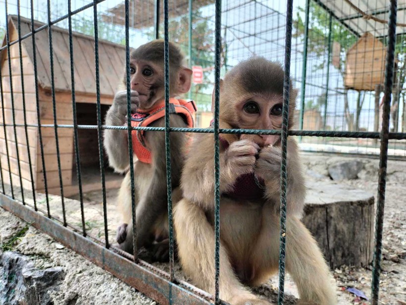 Kocaeli’nin yanı başında yeni bir hayvanat bahçesi: Dupha Zoo! Aslanlar ve yılanla fotoğraf çektirme imkanı
