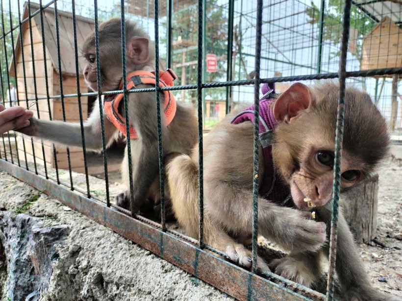Kocaeli’nin yanı başında yeni bir hayvanat bahçesi: Dupha Zoo! Aslanlar ve yılanla fotoğraf çektirme imkanı