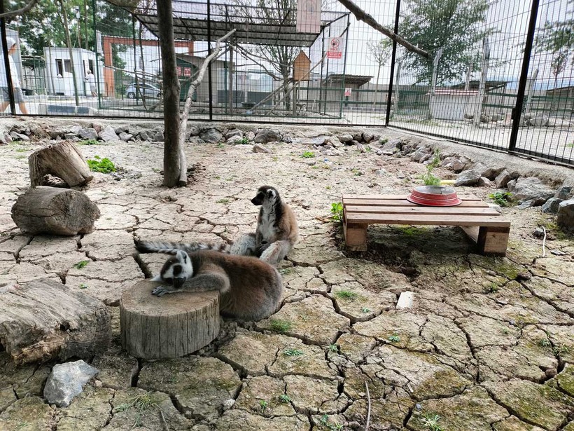 Kocaeli’nin yanı başında yeni bir hayvanat bahçesi: Dupha Zoo! Aslanlar ve yılanla fotoğraf çektirme imkanı