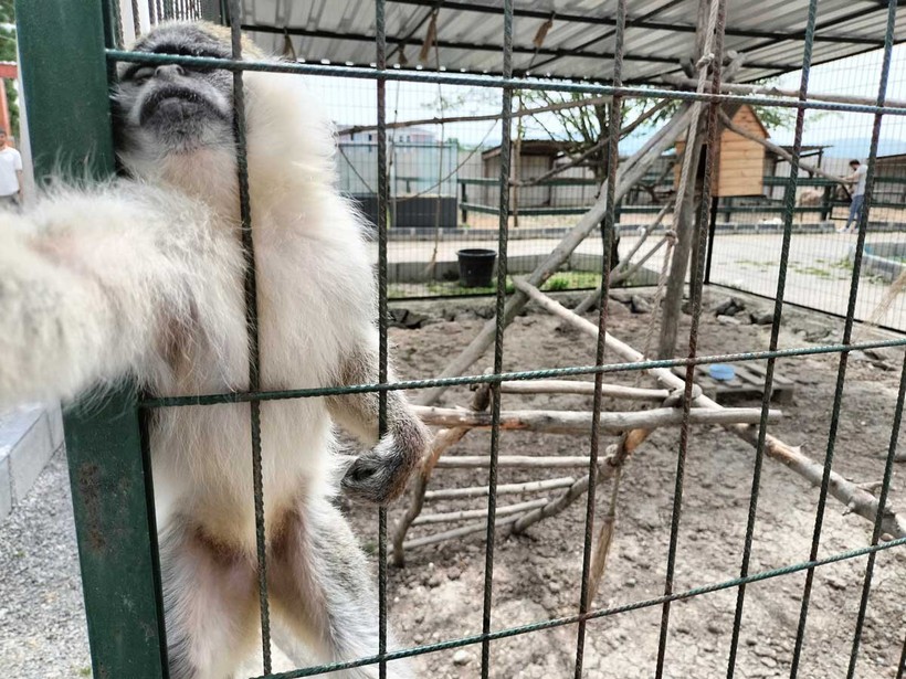 Kocaeli’nin yanı başında yeni bir hayvanat bahçesi: Dupha Zoo! Aslanlar ve yılanla fotoğraf çektirme imkanı