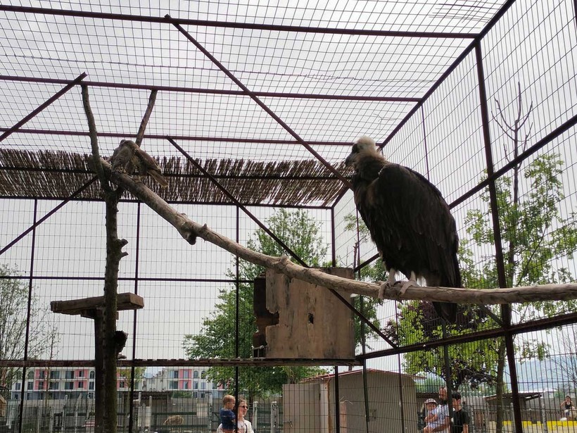 Kocaeli’nin yanı başında yeni bir hayvanat bahçesi: Dupha Zoo! Aslanlar ve yılanla fotoğraf çektirme imkanı