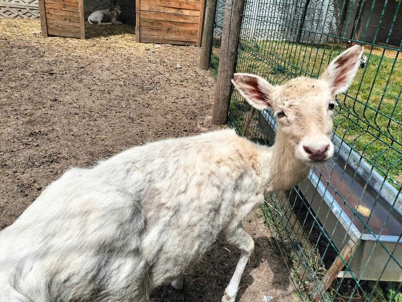 Kocaeli’nin yanı başında yeni bir hayvanat bahçesi: Dupha Zoo! Aslanlar ve yılanla fotoğraf çektirme imkanı