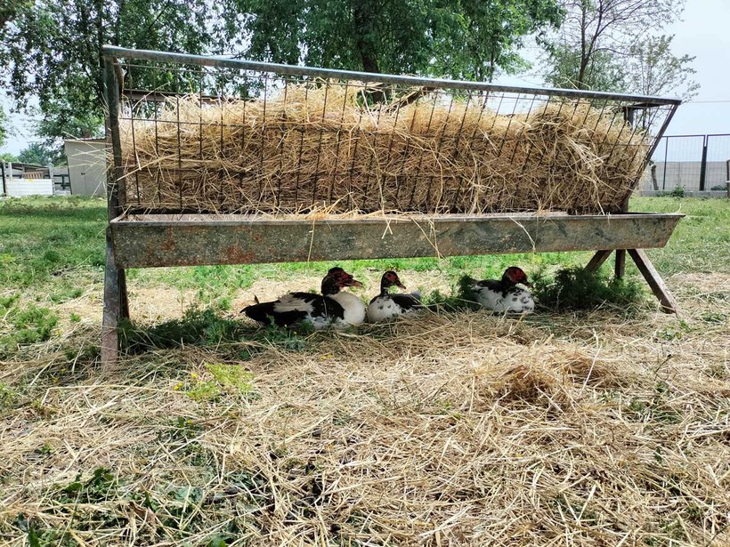 Kocaeli’nin yanı başında yeni bir hayvanat bahçesi: Dupha Zoo! Aslanlar ve yılanla fotoğraf çektirme imkanı