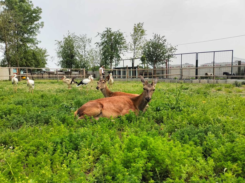 Kocaeli’nin yanı başında yeni bir hayvanat bahçesi: Dupha Zoo! Aslanlar ve yılanla fotoğraf çektirme imkanı
