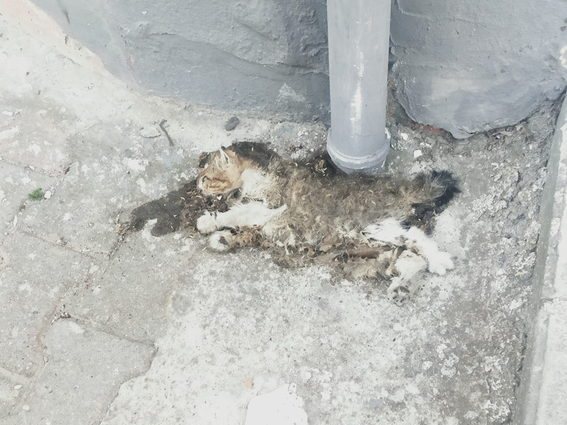 Sokak ortasında ölen kedi günlerdir kaldırılmıyor