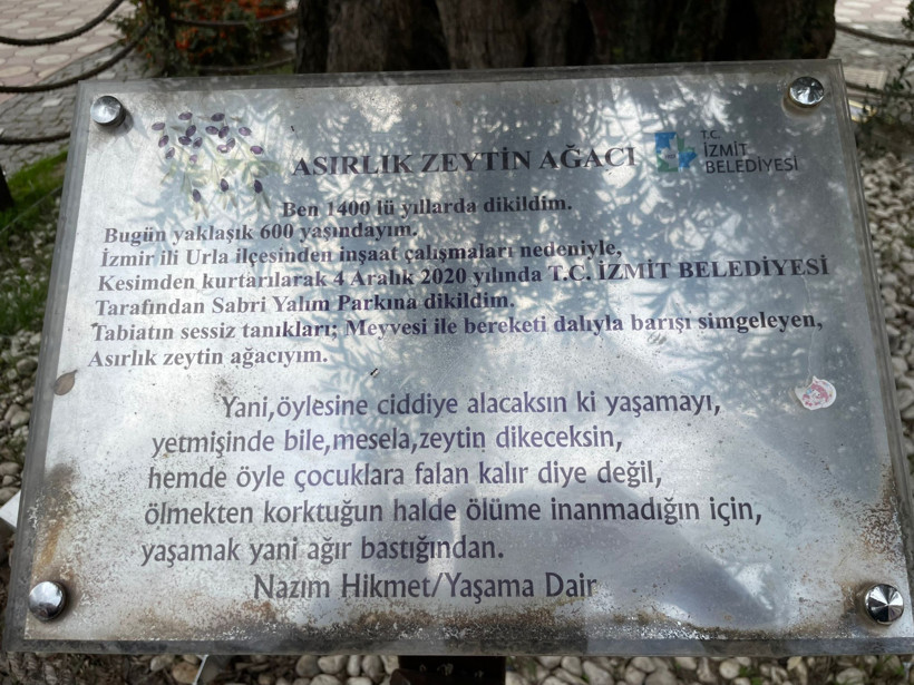 İzmir’den İzmit’e uzanan hikaye: 605 yıllık zeytin ağacı yerini sevdi