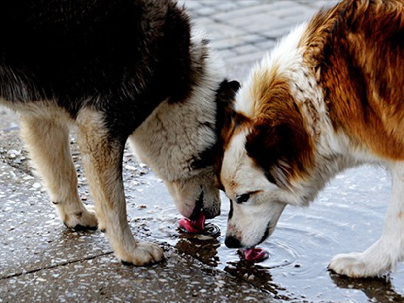 Çarpıcı sonuçlar. Sokak hayvanlarına yönelik medyanın ötekileştirici dili incelendi