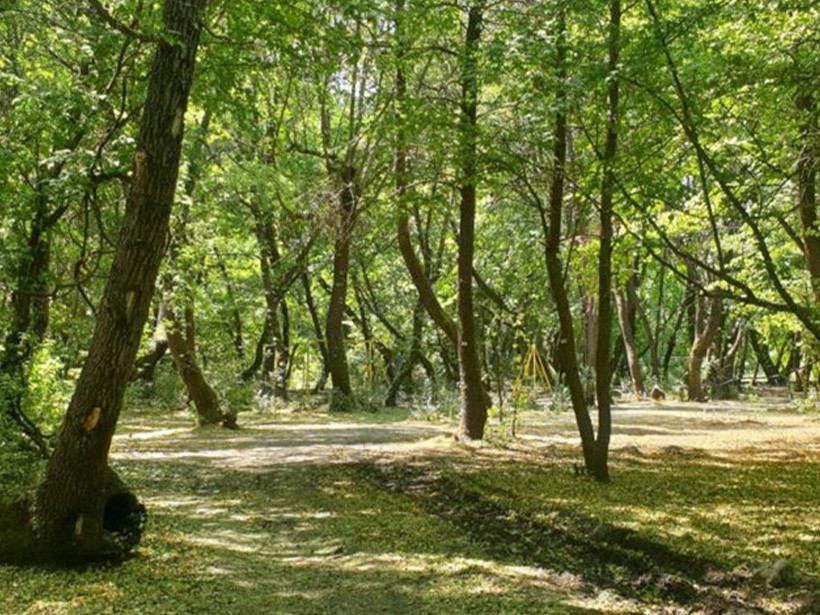 Devlet ormanlar için kolları sıvadı!