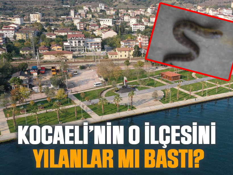 Kocaeli’nin o ilçesini yılanlar mı bastı?