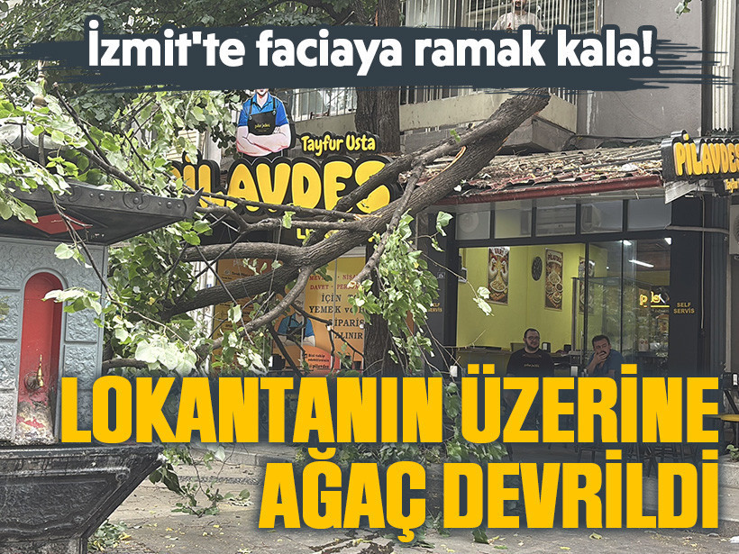 İzmit'te faciaya ramak kala! Lokantanın üzerine ağaç devrildi