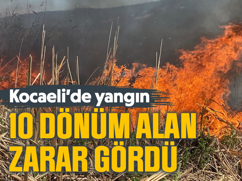 Kocaeli’de yangın! 10 dönüm alan zarar gördü