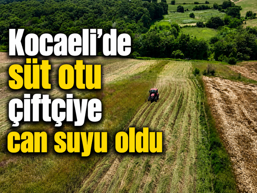 Kocaeli'de süt otu çiftçiye can suyu oldu