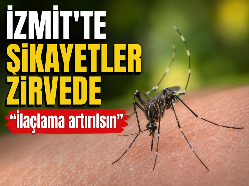 İzmit'te şikayetler zirvede “İlaçlama artırılsın”