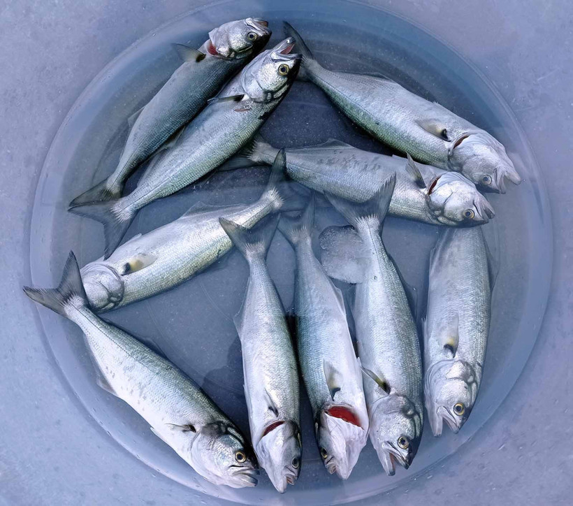 İstanbul’da çıkıyor Kocaeli’deki balıkçılar iç çekiyor!