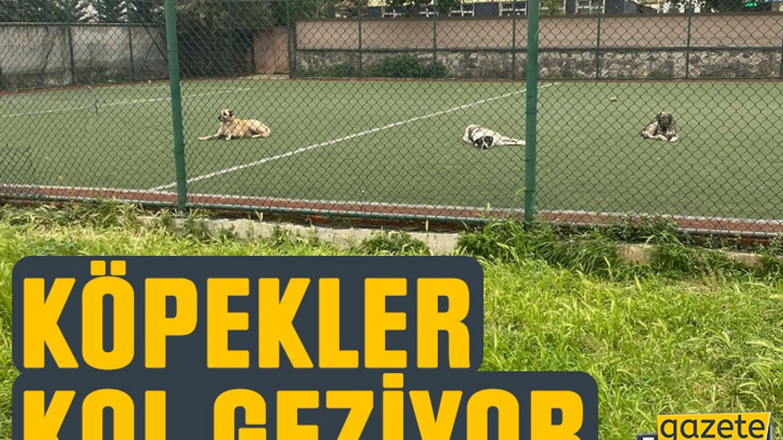 Çocukların oynaması gereken yerde köpekler kol geziyor