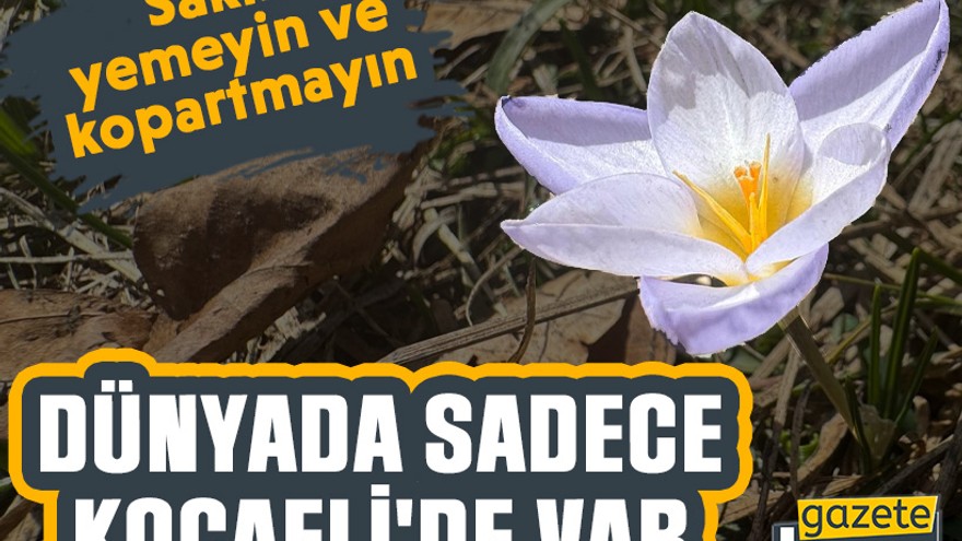 Dünyada sadece Kocaeli'de var: Sakın yemeyin ve kopartmayın