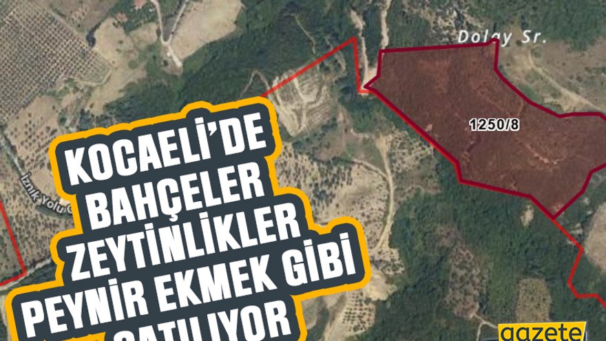 Kocaeli’de bahçeler zeytinlikler peynir ekmek gibi satılıyor