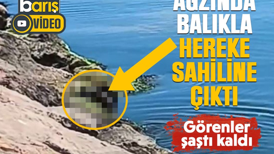 Ağzında balıkla, Hereke sahiline çıktı, görenler şaştı kaldı!