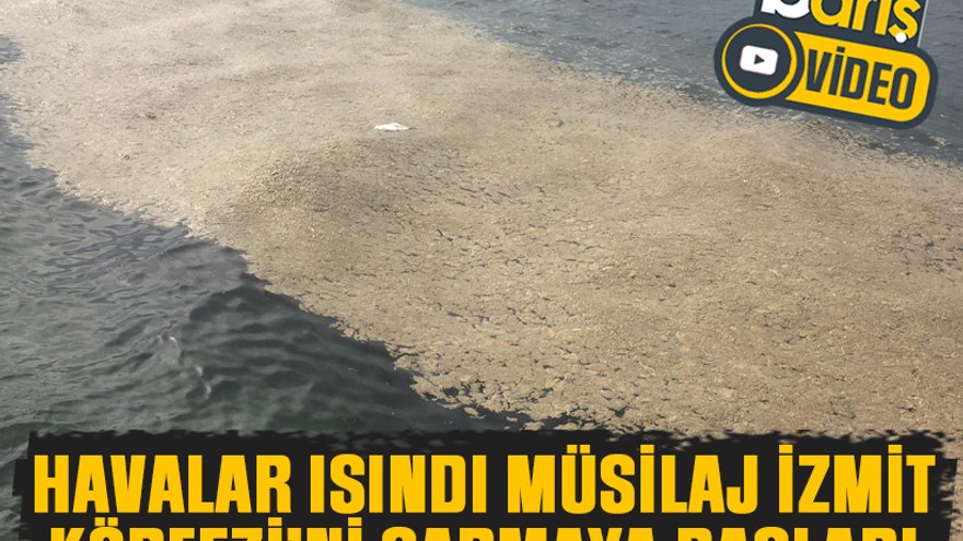 Havalar ısındı müsilaj İzmit Körfezi’ni sarmaya başladı