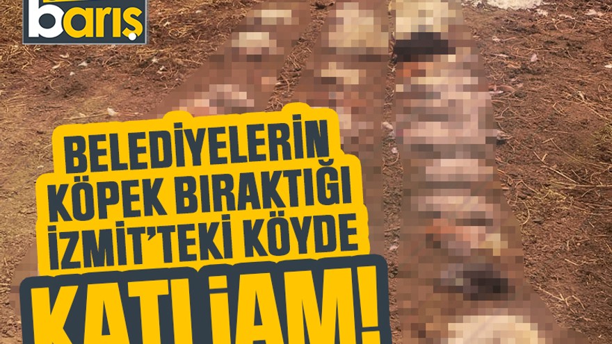 Belediyelerin köpek bıraktığı İzmit’teki köyde katliam!