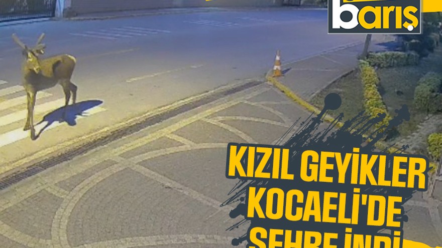 Kızıl geyikler Kocaeli'de şehre indi