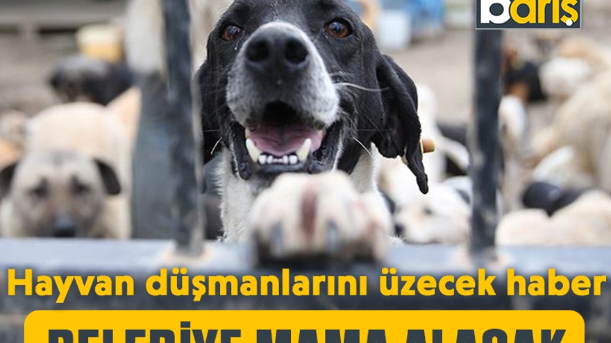 Hayvan düşmanlarını üzecek haber: Belediye mama alacak