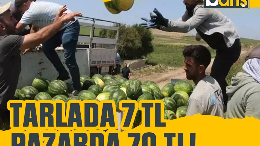 Karpuzun kilosu tarlada 7 TL Kocaeli’deki pazarlarda 70 TL