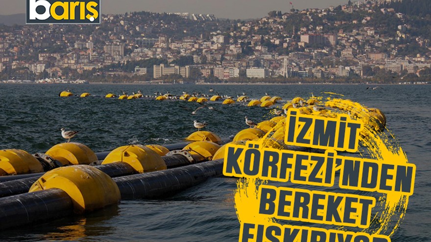 İzmit Körfezi’nden bereket fışkırıyor
