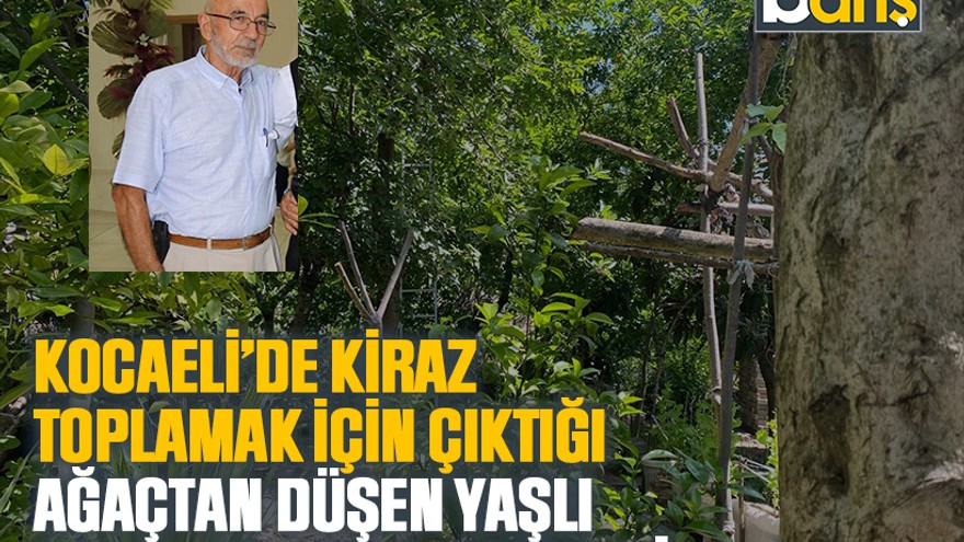 Kocaeli’de kiraz toplamak için çıktığı ağaçtan düşen yaşlı adam hayatını kaybetti