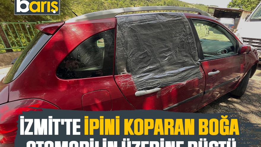 İzmit'te ipini koparan boğa otomobilin üzerine düştü
