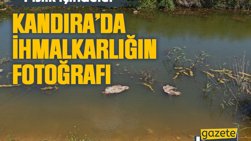 Kandıra’da ihmalkarlığın fotoğrafı: Pislik içindeler